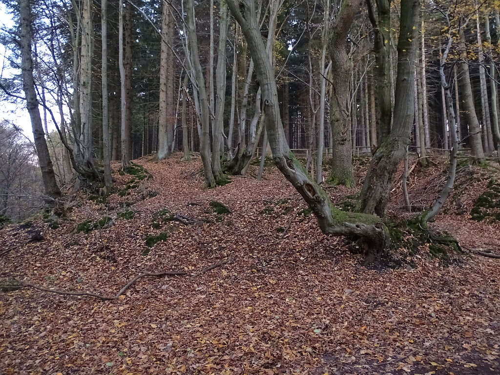 Historische Niederwaldreste im Gelpetal (2018)
