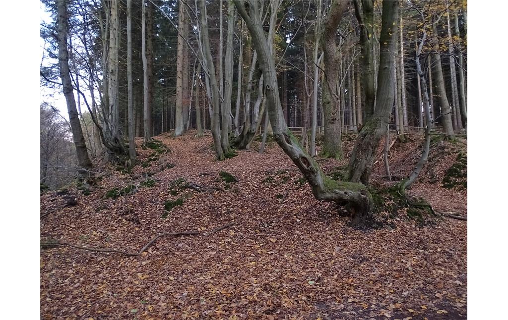 Historische Niederwaldreste im Gelpetal (2018)