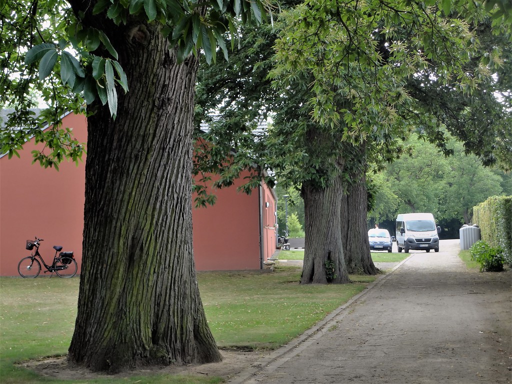 Esskastanienbäume in der Parkanlage des ehemaligen Klosters St. Bernardin (2017)