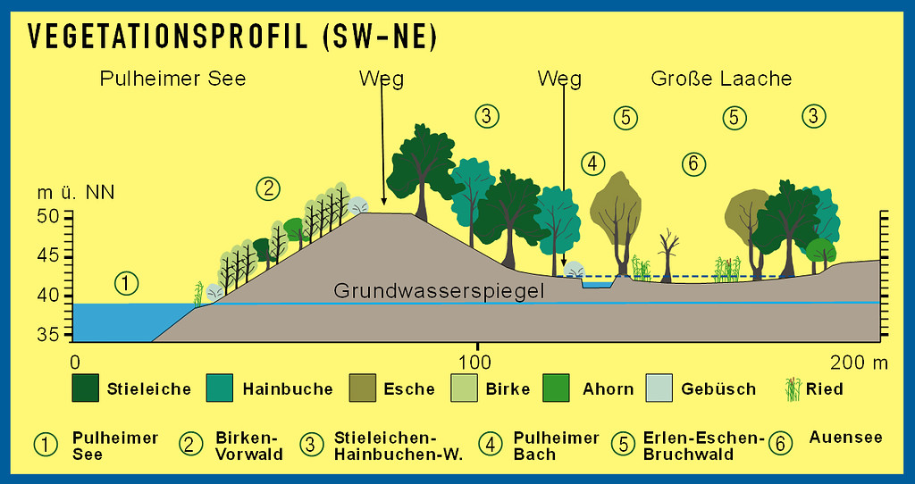 Abbildung 10: Vegetationsprofil vom Pulheimer See zur Großen Lache. Ausschnitt aus Informationstafel Wertvolle Lebensräume (2019)