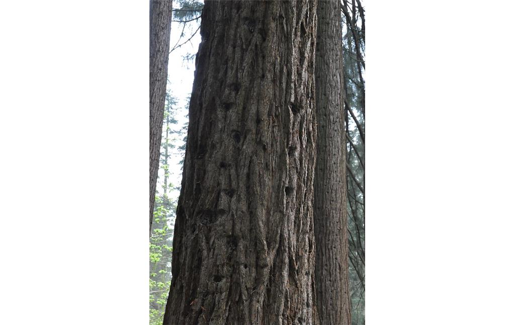 Borke eines Mammutbaumes auf der Sequoiafarm (2017)
