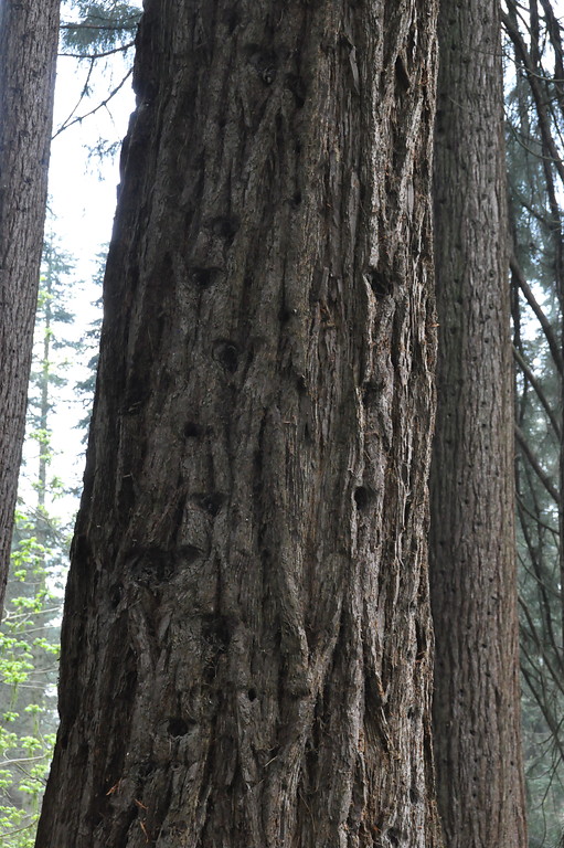 Borke eines Mammutbaumes auf der Sequoiafarm (2017)
