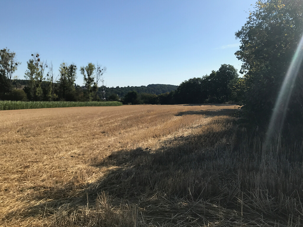 Landwirtschaftlich genutztes Umfeld entlang des Hohlweges in Untermaubach (2020)