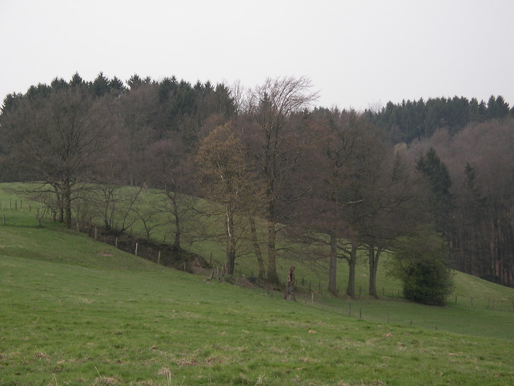 Steinbruch mit Baumgruppe bei Westhofen (2007)