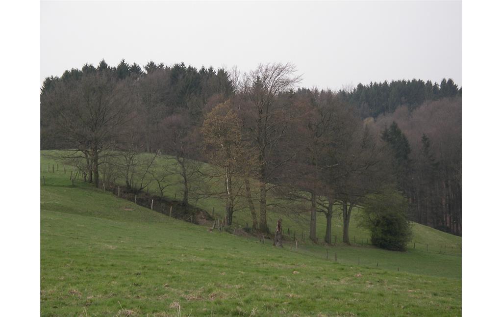 Steinbruch mit Baumgruppe bei Westhofen (2007)