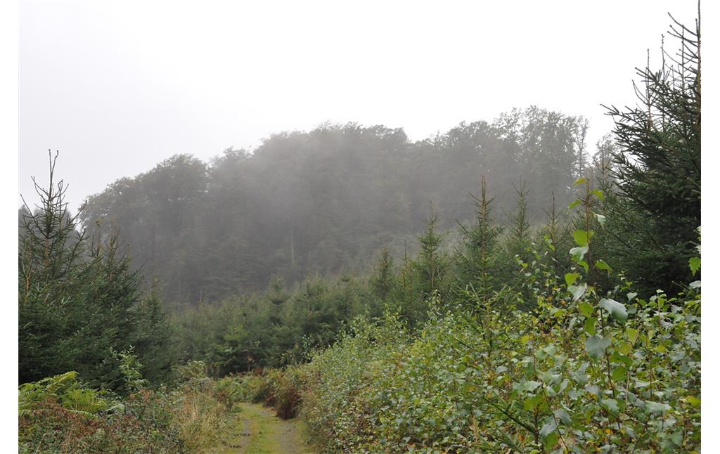Der mit Laubwald bewachsene Bergkegel mit der ehemaligen Höhenburg Neuenberg bei Scheel hebt sich gut von den umgebenen Nadelwaldflächen ab (2014)