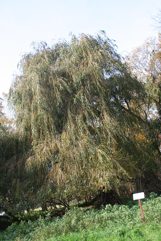 Hänge-Dotter-Weide im Arboretum am Stadtwald (2014)