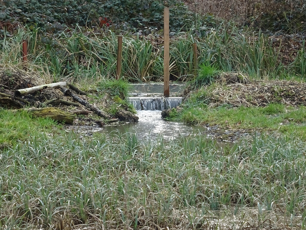 Abbildung 11: Überlauf (Dammbalkenwehr) vom Hochwasserentlastungsgraben in den Auensee (2019)