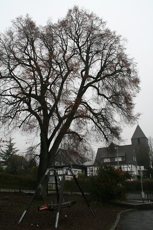 Grenzbaum Lichtenberger Grundschule, Morsbach (2013)