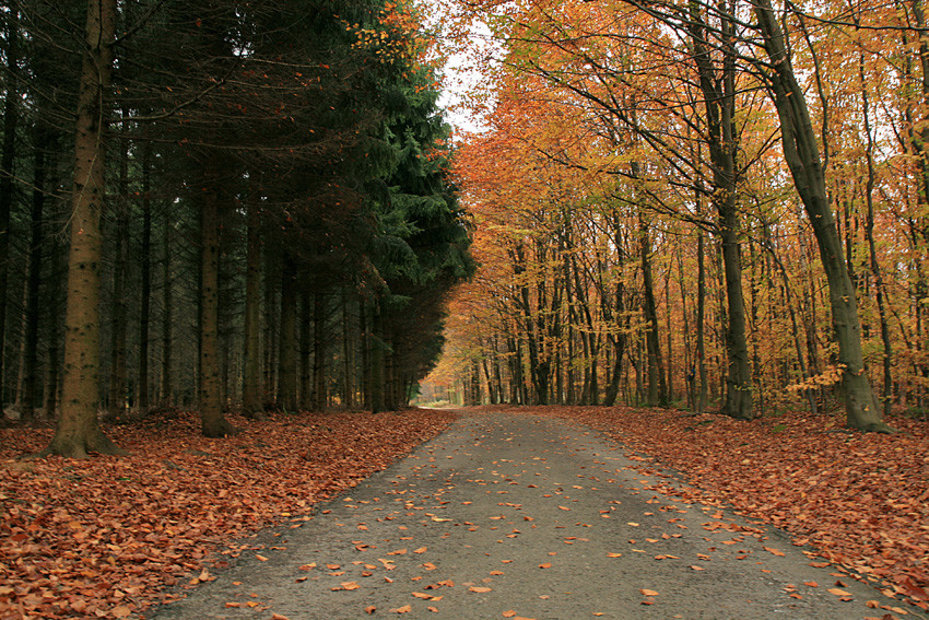 Das Bild zeigt einen Wanderweg in der Nähe des Dreiländerpunktes südwestlich von Aachen, gesäumt von Nadelwald auf der linken Seite und von Laubwald auf der rechten Seite des Weges (2008)