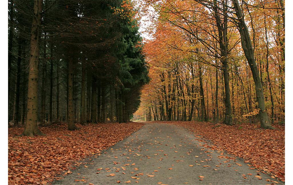Das Bild zeigt einen Wanderweg in der Nähe des Dreiländerpunktes südwestlich von Aachen, gesäumt von Nadelwald auf der linken Seite und von Laubwald auf der rechten Seite des Weges (2008)