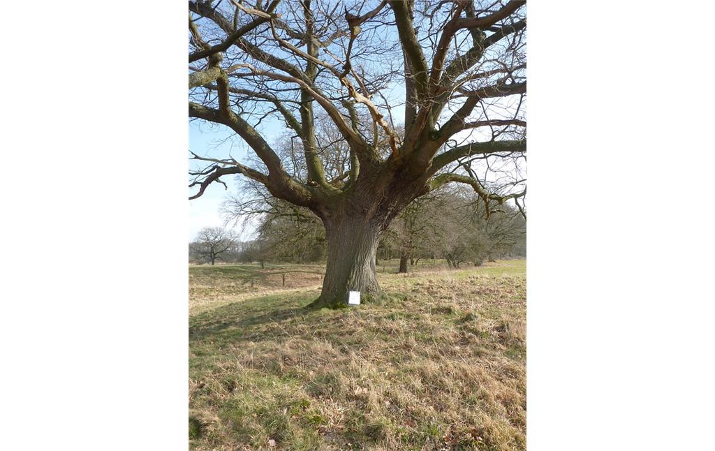 Altbaum in der Lippeaue 2018