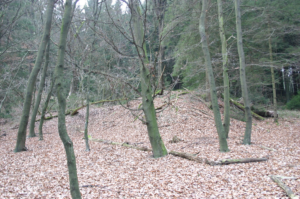 Halde des Steinbruches südlich von Erlenbach (2008)