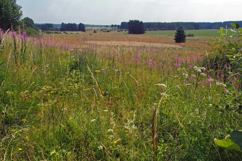 Naturschutzgebiet Bütgenbach