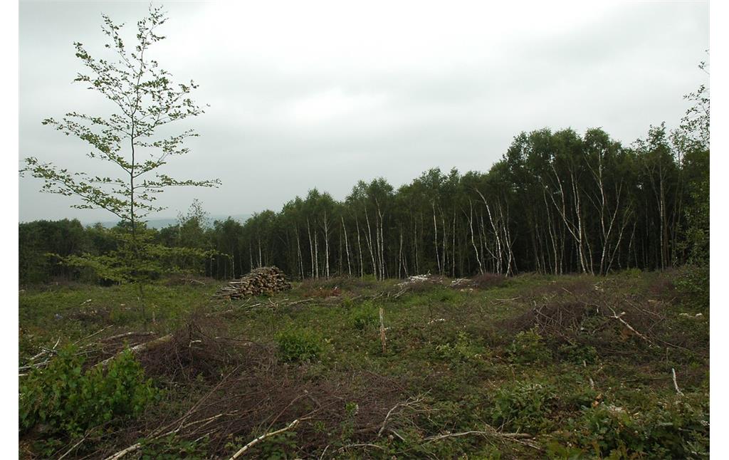 Niederwaldnutzung im Nutscheid (2006)