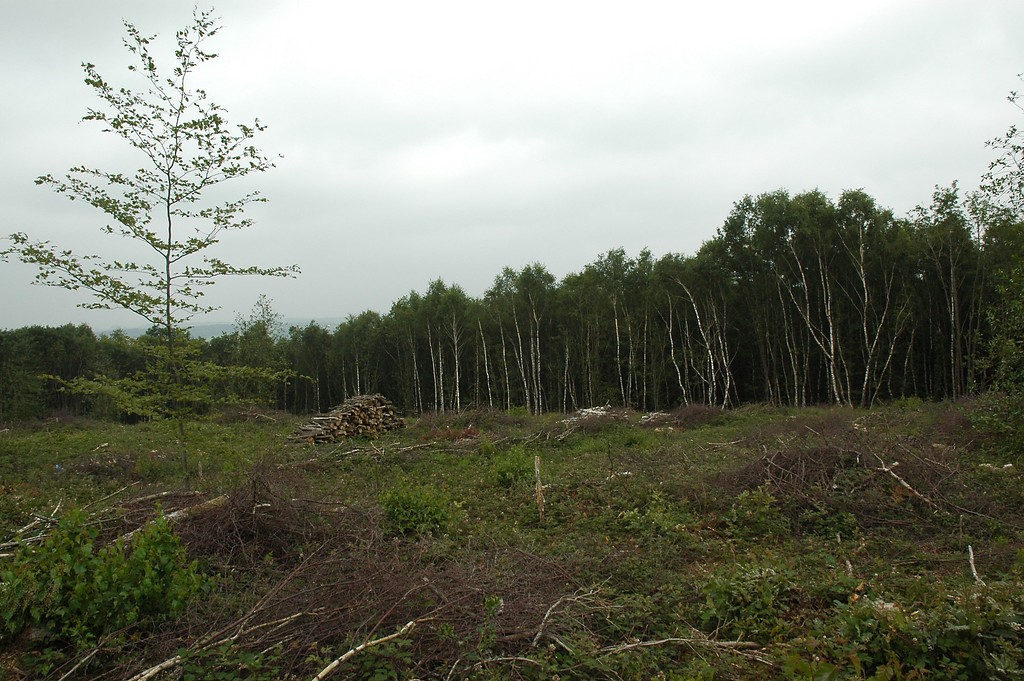 Niederwaldnutzung im Nutscheid (2006)
