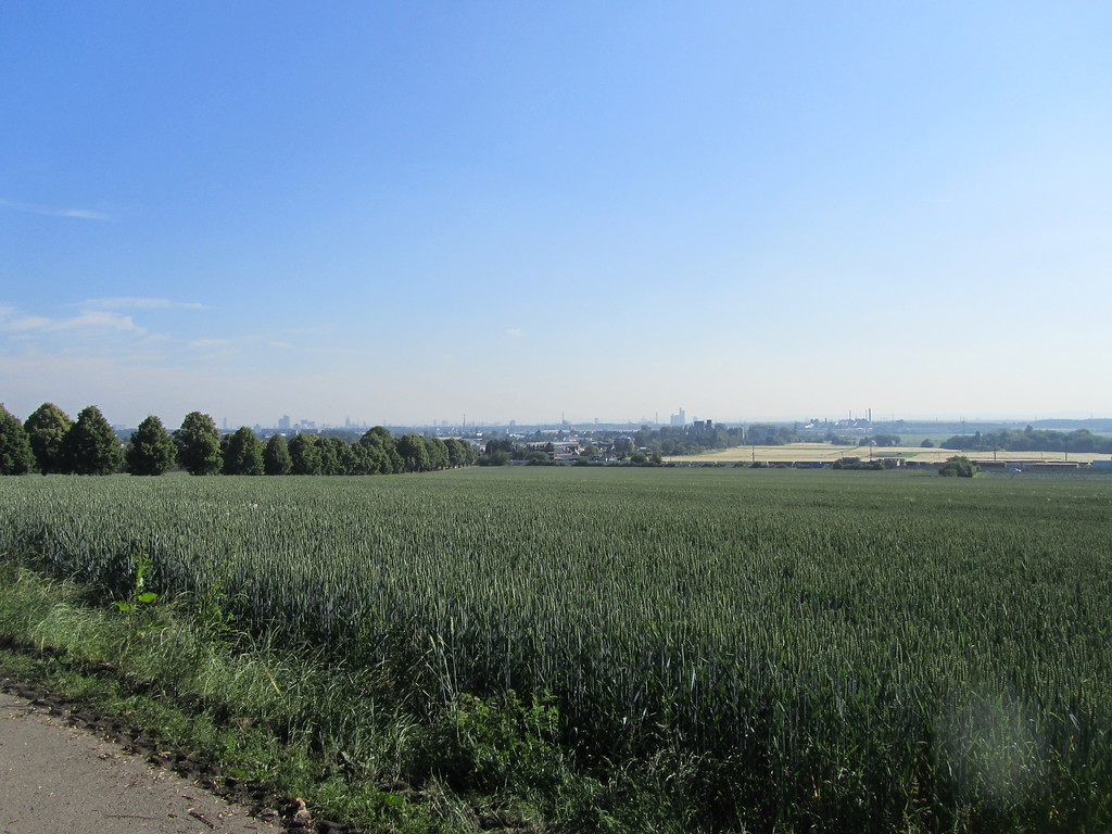 Blick über die Felder auf die Rheinebene von Burg Kendenich mit Lindenallee (2014)