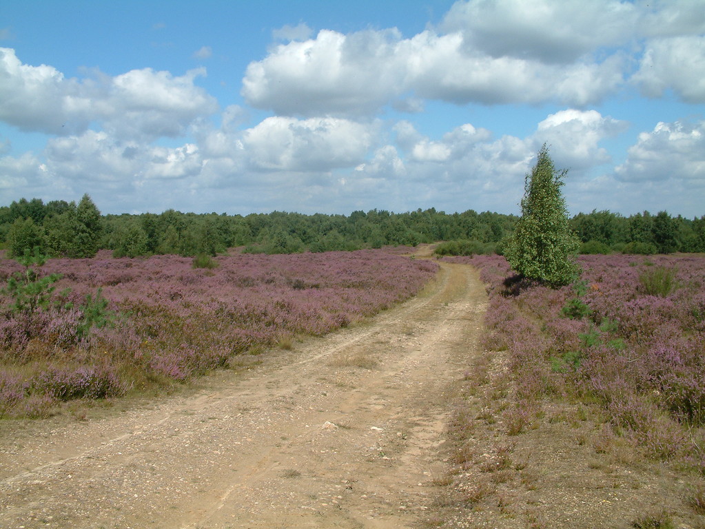 Wanderweg in der Drover Heide zur Zeit der Heideblüte (2007)