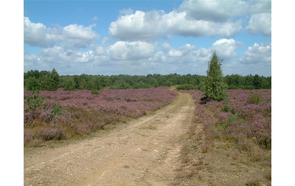 Wanderweg in der Drover Heide zur Zeit der Heideblüte (2007)