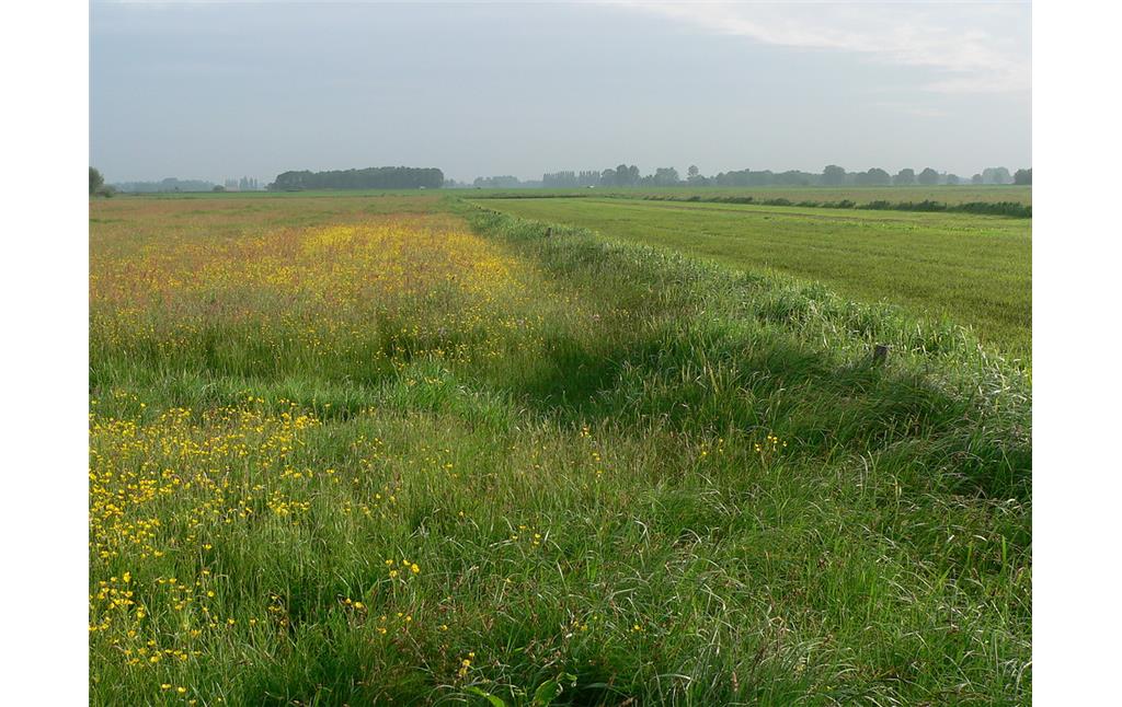 Extensive Grünlandfläche in der Hetter (2011)