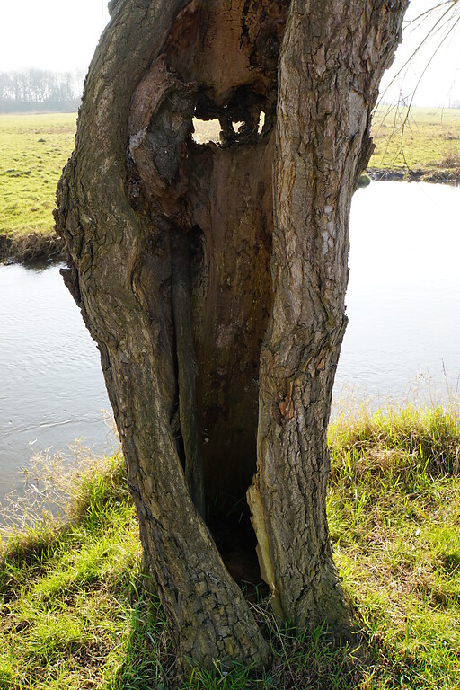 Hohler Stamm eines Kopfbaumes im Swalmtal bei Wieler (2016)