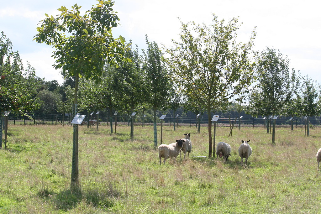 Die Streuobstwiese des Max-Planck-Instituts für Züchtungsforschung (2014). Im Hintergrund sind die Obstbäume mit kleinen Infotafeln zu sehen. Vorne am Drahtzaun stehen ein paar Rhönschafe mit hellem Fell und dunklem Kopf.Obstwiese mit jungen Bäumen und Infotafeln auf der ein paar Rhönschafe im Schatten der Bäume stehen.
