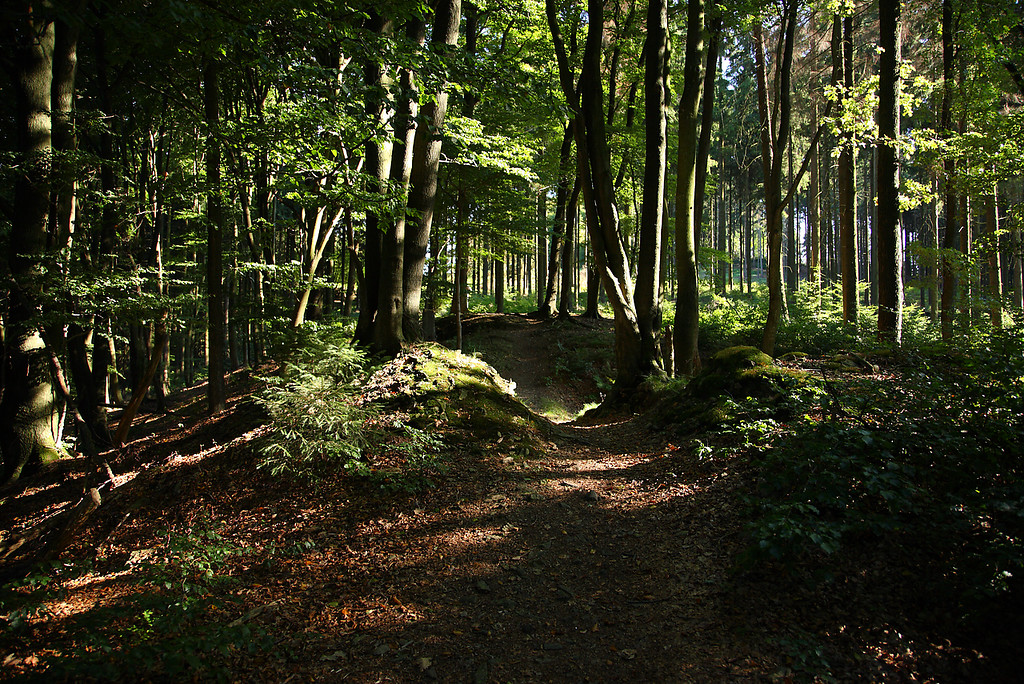 Wald bei Dürhagen (2008)