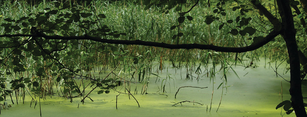 Abbildung 5: Restsee eines ehemaligen Fischteiches mit Wasserlinsen-Bedeckung im Naturschutzgebiet Liebesallee (2008)
