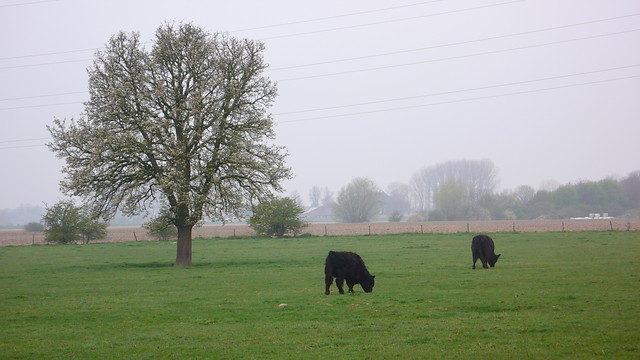 Rinderweide in Warbeyen