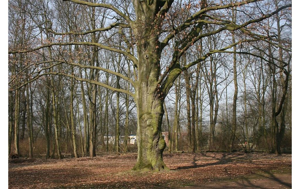 Eine alte, eindrucksvolle Buche mit ausladender Krone steht im Heesbusch südlich des noch jungen Waldes (2015).