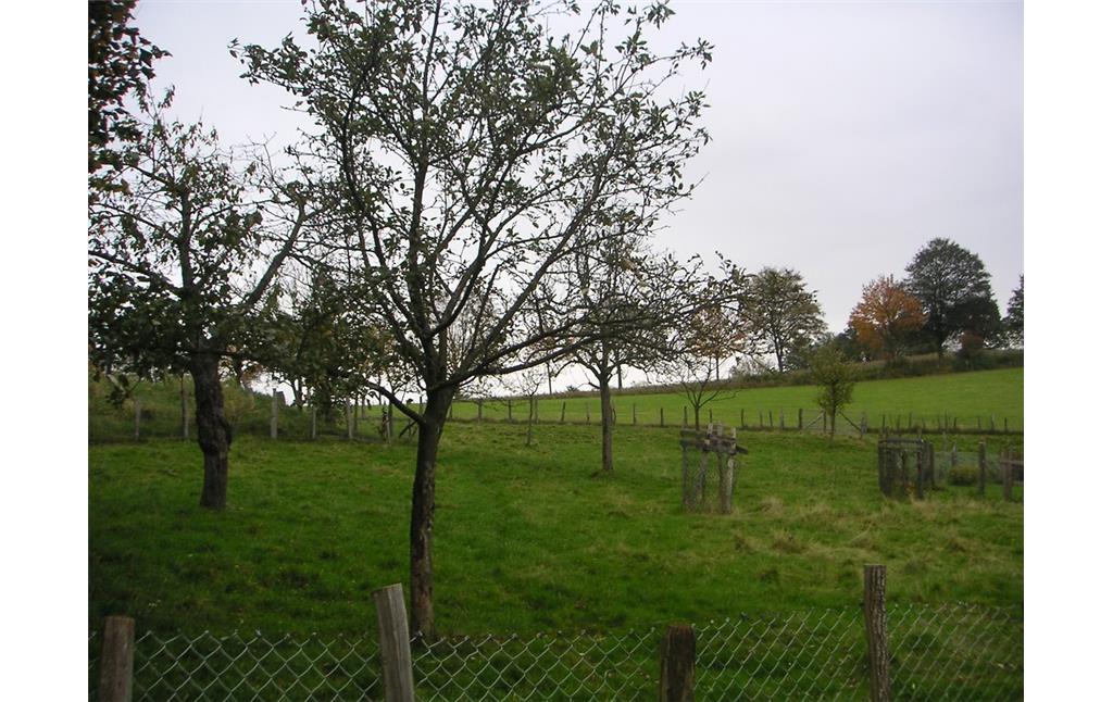 Obstweide in Dörpfelderhöhe (2007)