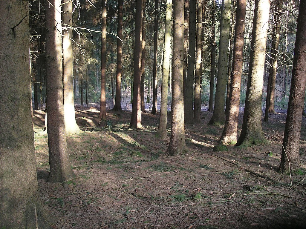 Hohlwegbündel bei Gassenhagen (2007)