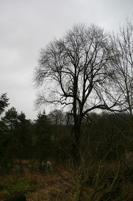 Die Esche gehörte zu einem heute nicht mehr existierenden Hof im historischen Ortskern von Brebach (2008)