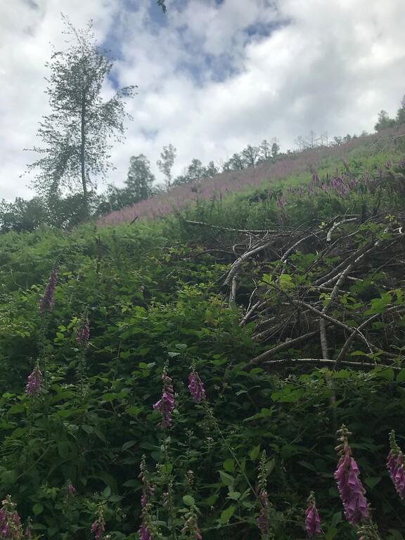 Fingerhut als Pioniervegetation nach großflächiger Waldrodung (2021)