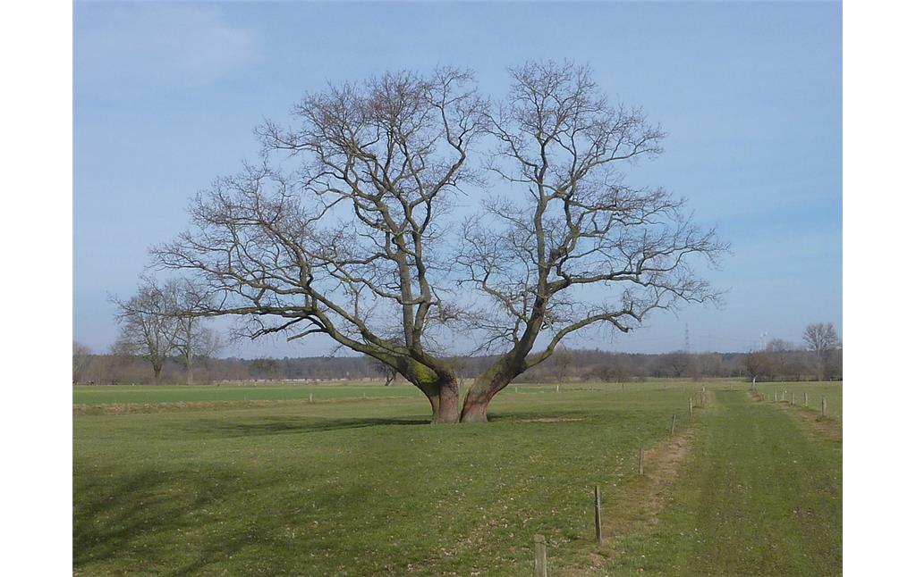 Altbaum auf historischem Grünland in der Hünxer Aap (2018)