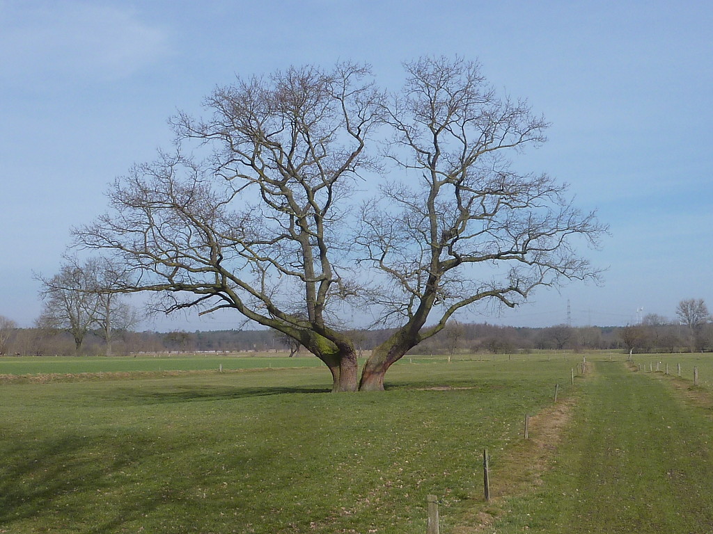 Altbaum auf historischem Grünland in der Hünxer Aap (2018)