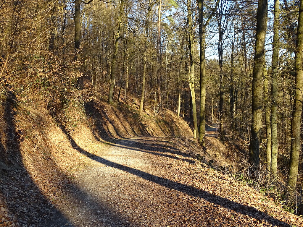 Historischer Niederwald am Willi-Lohbach-Weg (2019)