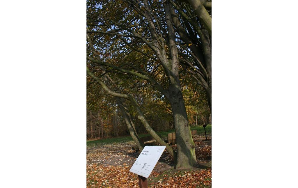 Informationstafel der Bäume im Arboretum am Stadtwald (2014)