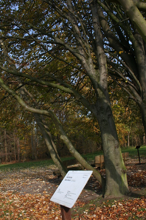 Informationstafel der Bäume im Arboretum am Stadtwald (2014)