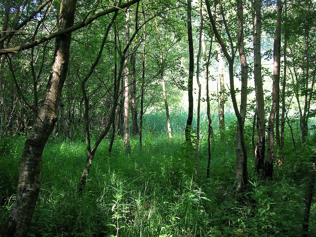 Naturschutzgebiet Hangmoor Damerbruch in Straelen (2008)