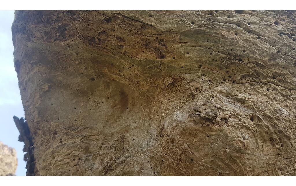 Alte Kopfesche nahe der Mommniederung bei Voerde (2018), Detailansicht des Stammes