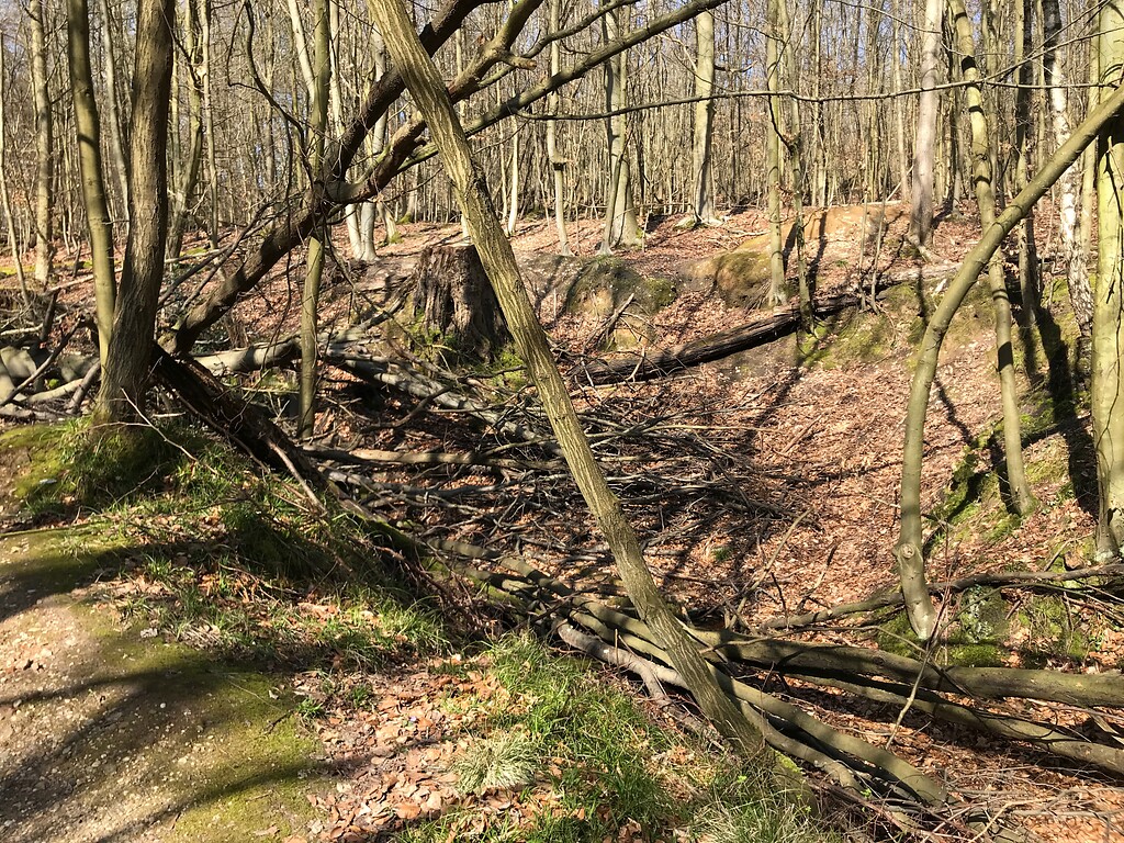 Ein umgestürzter Baum verdeckt den Quellbereich Klingelpütz im Königsdorfer Wald (2020)
