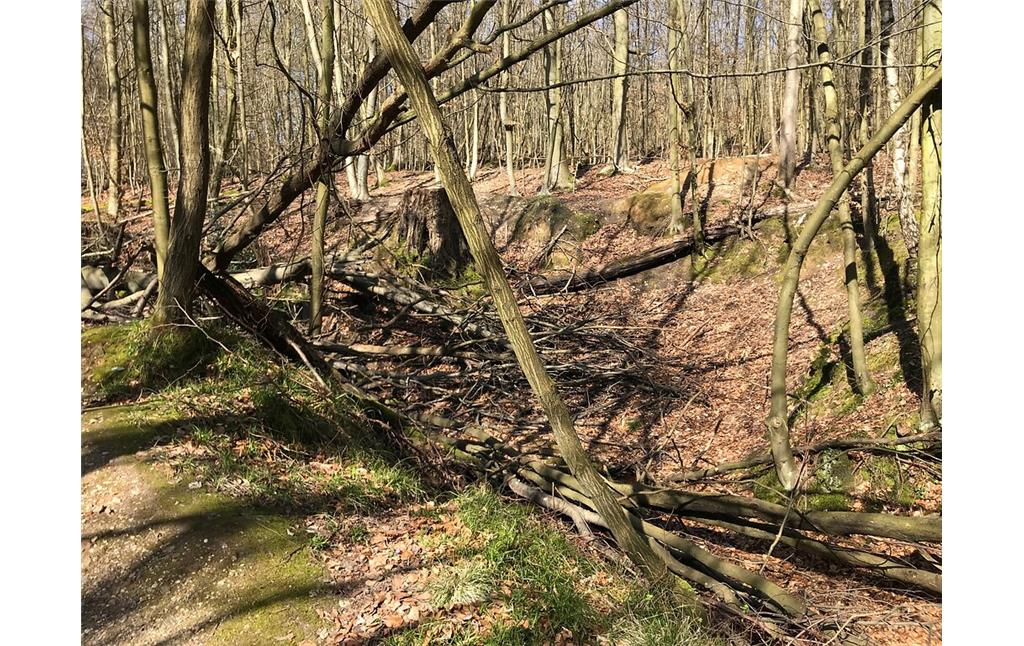 Ein umgestürzter Baum verdeckt den Quellbereich Klingelpütz im Königsdorfer Wald (2020)