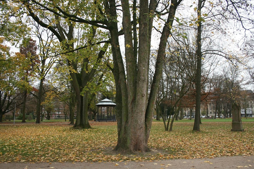 Alte Bäume im Stadtgarten Krefeld (2015).