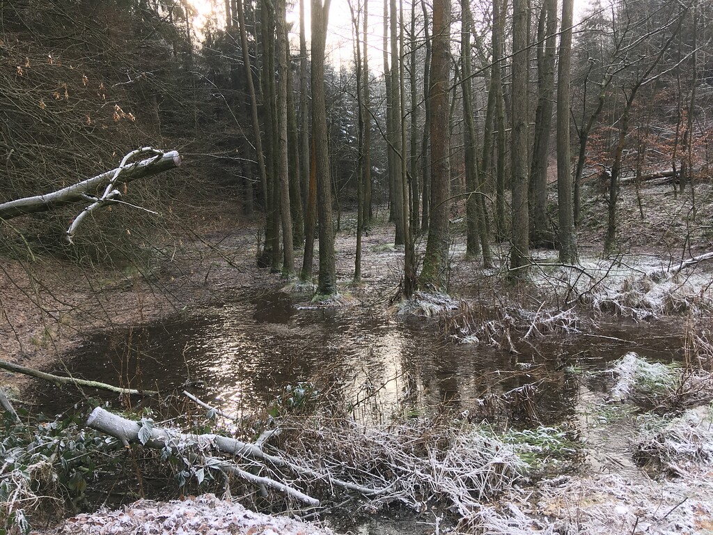 Ehemaliger Mühlenteich der Spezarder Mühle im Pfengstbachtal (2019)