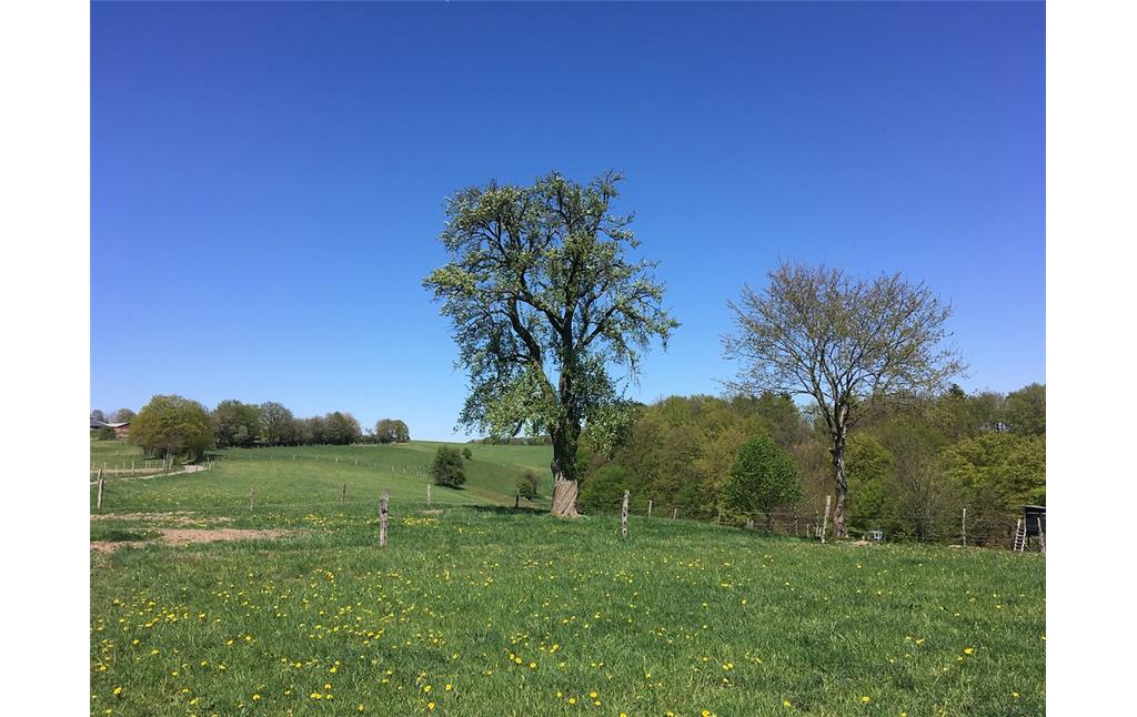 Naturdenkmal Einzelbaum Birne östlich von Mittelberg (2020)