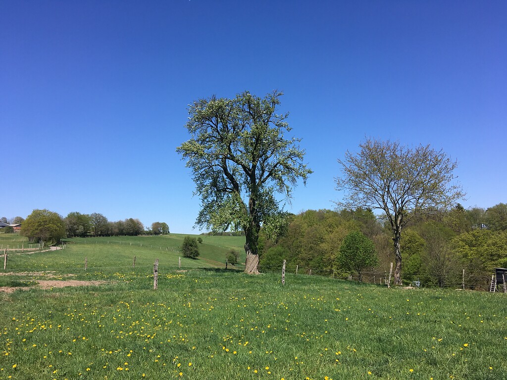 Naturdenkmal Einzelbaum Birne östlich von Mittelberg (2020)