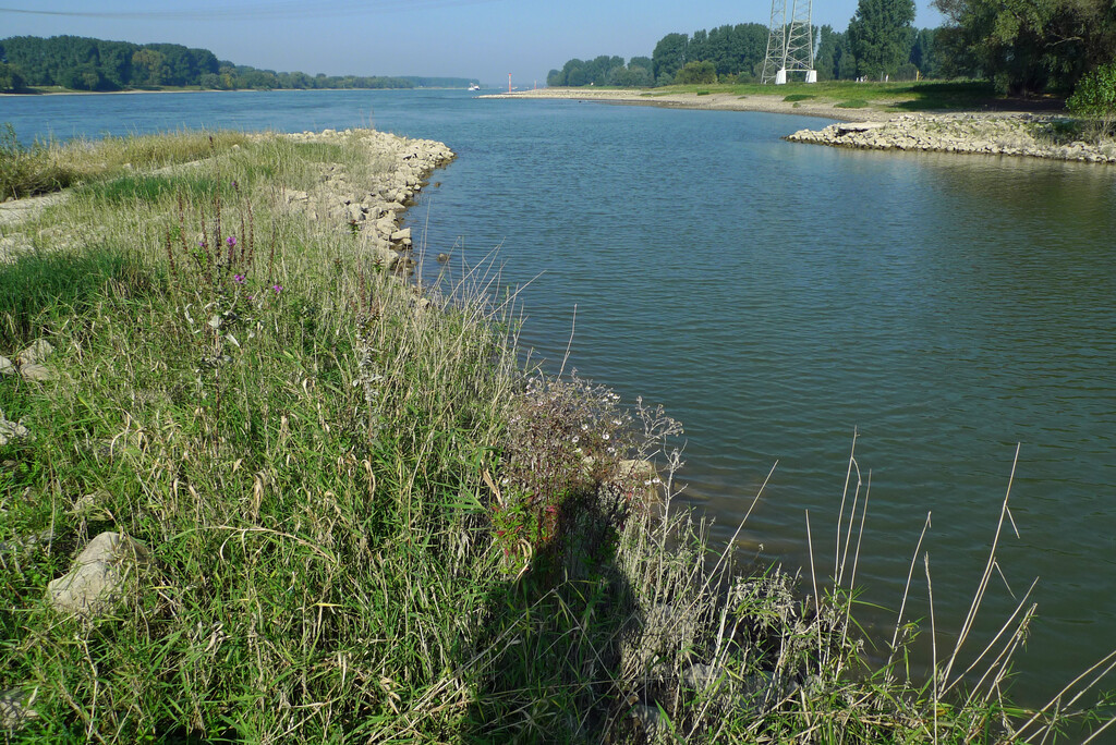 Wuppermündung in den Rhein in Leverkusen (2014)