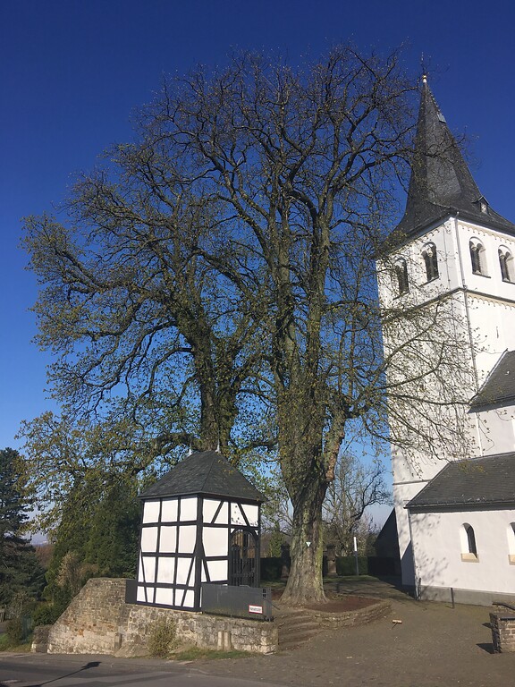 Naturdenkmal Zwei Rosskastanien an der katholischen Kirche in Herkenrath (2020)
