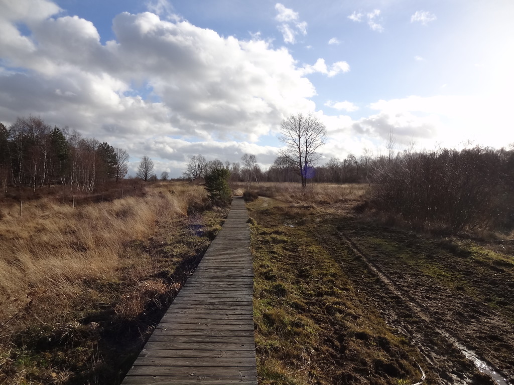 Auf Bohlenwegen kann die Drover Heide "trockenen Fußes" durchquert werden (2014 )
